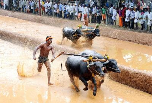 Kambala 